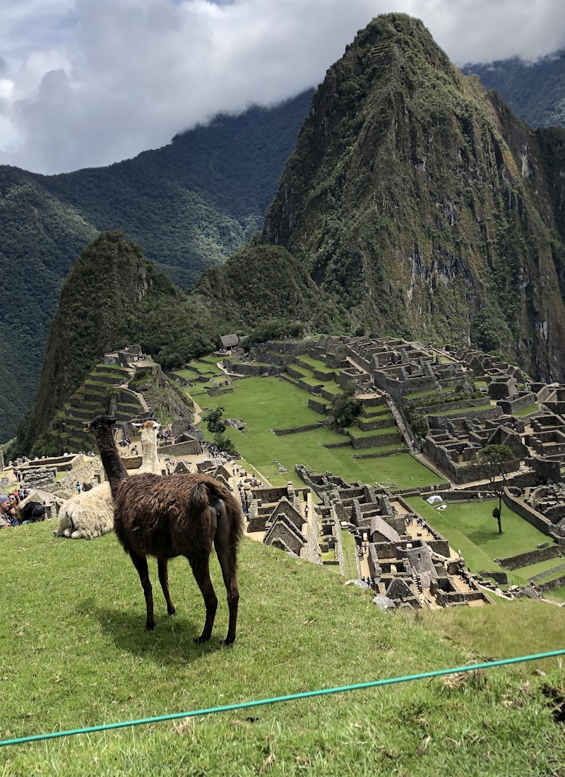 Vida silvestre
